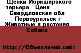 Щенки Йоркширского терьера › Цена ­ 15 000 - Свердловская обл., Первоуральск г. Животные и растения » Собаки   